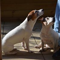 Jack Russell Terrier