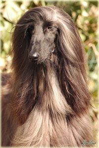 Afghan Hound