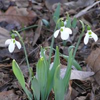Luthy Botanical Garden