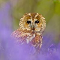 British Wildlife Centre