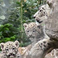 South Lakes Wild Animal Park