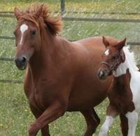 Western Horse Back Riding