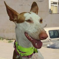Ibizan Hound Rescue