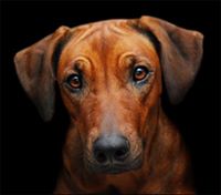 Rhodesian Ridgeback