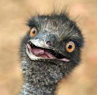 Emu