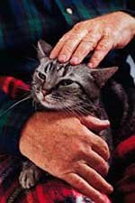 Cat Petting