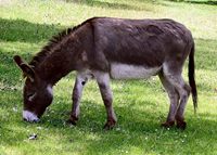 Donkeys