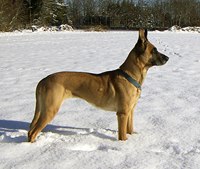 Belgian Shepherd Dog