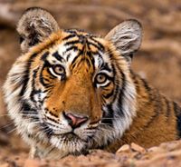Ranthambhore National Park