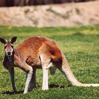 Kangaroos