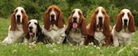 Basset Hound