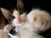 I RANDOMLY WALK UP TO MY FRIDGE, OPEN IT, AND WALK AWAY :]