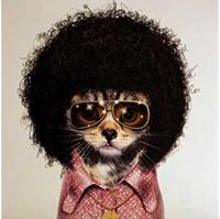 It's a Cat Cat Cat Cat World