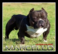 American Bully Breed