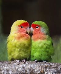 Lovebirds