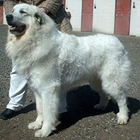 Great Pyrenees