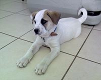 American Pitbull Terrier