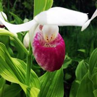 Little Traverse Conservancy