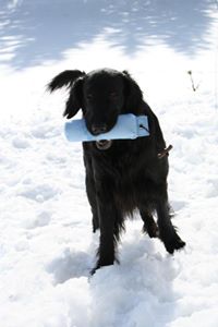 Flat Coated Retrievers