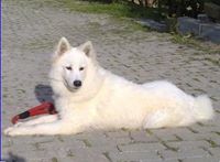 Samoyed