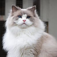 N*Glassrosens Ragdoll
