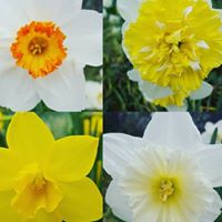 Memphis Botanic Garden