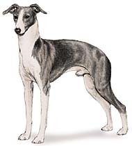 Italian Greyhound