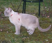 Tonkinese