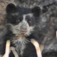 Spectacled Bear Conservation Society Peru