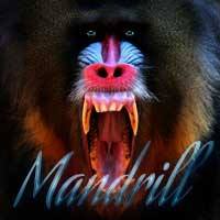 MANDRILL