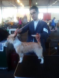 VIAMONTE - Wirehaired Portuguese Podengo Pequeno