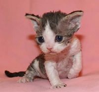 Devon Rex