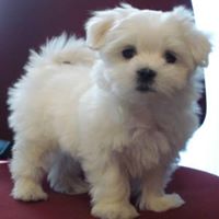 Maltese