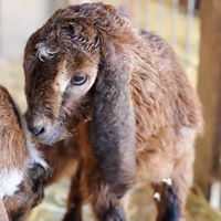 Hildene, the Lincoln Family Home