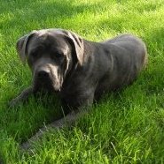Cane Corso