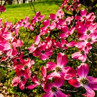 Winterthur Museum, Garden & Library