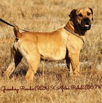 Boerboel