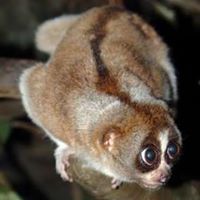 Slow Loris