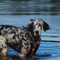 English Setters