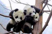 Pandas