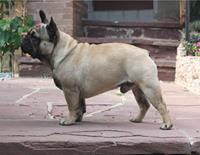French Bulldog