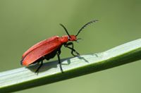Helping an Insect When It's Struggling to Do Something.
