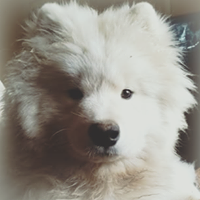 Samoyed