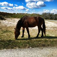 Assateague State Park