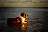 Saint Bernard