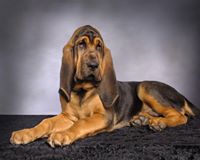 Bloodhound