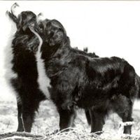 Bernese Mountain Dog Info