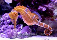 Ocean Rider Seahorse Farm