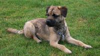 Border Terrier
