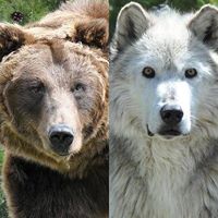 Grizzly & Wolf Discovery Center